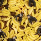 Petit Boum szenzoros játék - Sound bottle - Majom