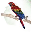 Karckép matricák, Madarak Avenir