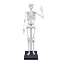 Összeépíthető emberi csontváz 85 cm-es BUKI
