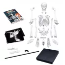 Összeépíthető emberi csontváz 85 cm-es BUKI