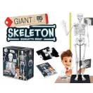 Összeépíthető emberi csontváz 85 cm-es BUKI