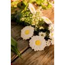 Oli & Carol természetes rágóka - Százszorszép