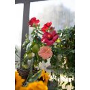 Oli & Carol természetes rágóka - Iris a hibiszkusz