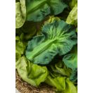 Oli & Carol természetes rágóka - Kelkáposzta levél