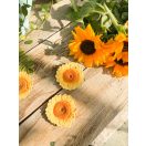 Oli & Carol természetes rágóka - Napraforgó