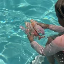 Sunnylife merülőjáték szett (3 db) - Melody the Mermaid